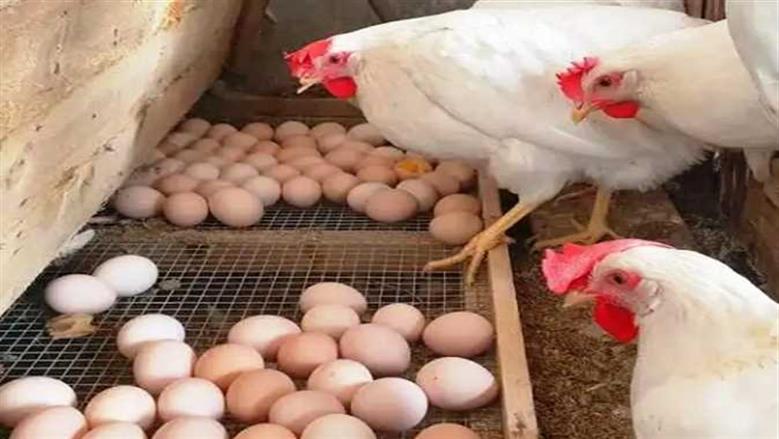 أسعار الفراخ والبيض اليوم الجمعة.. آخر تحديث في بورصة الدواجن