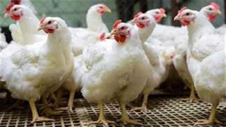 سعر الفراخ البيضاء في بورصة الدواجن اليوم السبت 27-6-2026.. «جملة وللمستهلك»